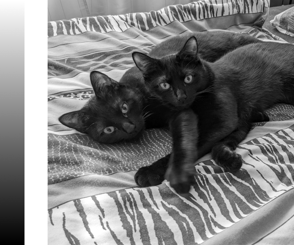 Zwei schwarze Katzen liegen auf einer gemusterten Decke. Das Bild ist ein Grastufenbild.