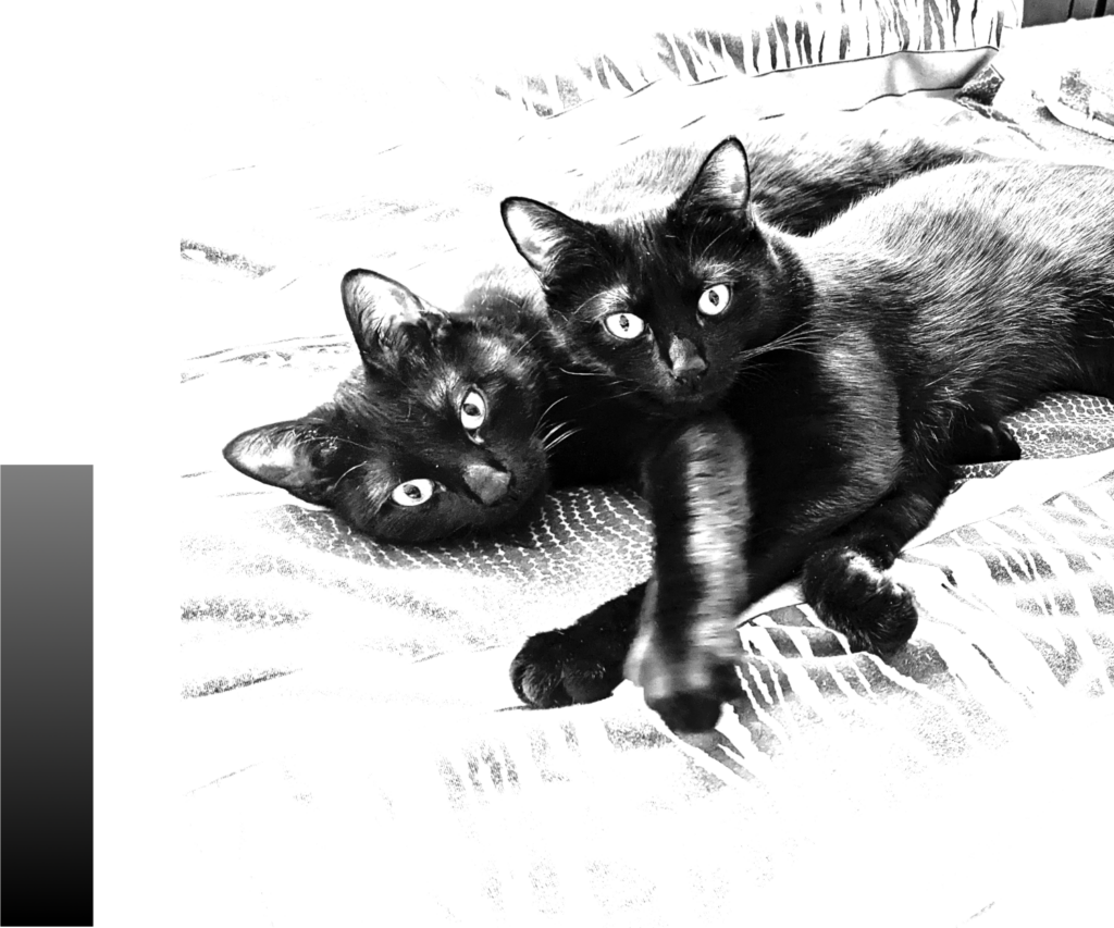 Zwei schwarze Katzen auf einer gemusterten Decke. 50% der Graustufen fehlen. Das führt dazu, dass das Muster der Decke kaum noch zu erkennen ist.
