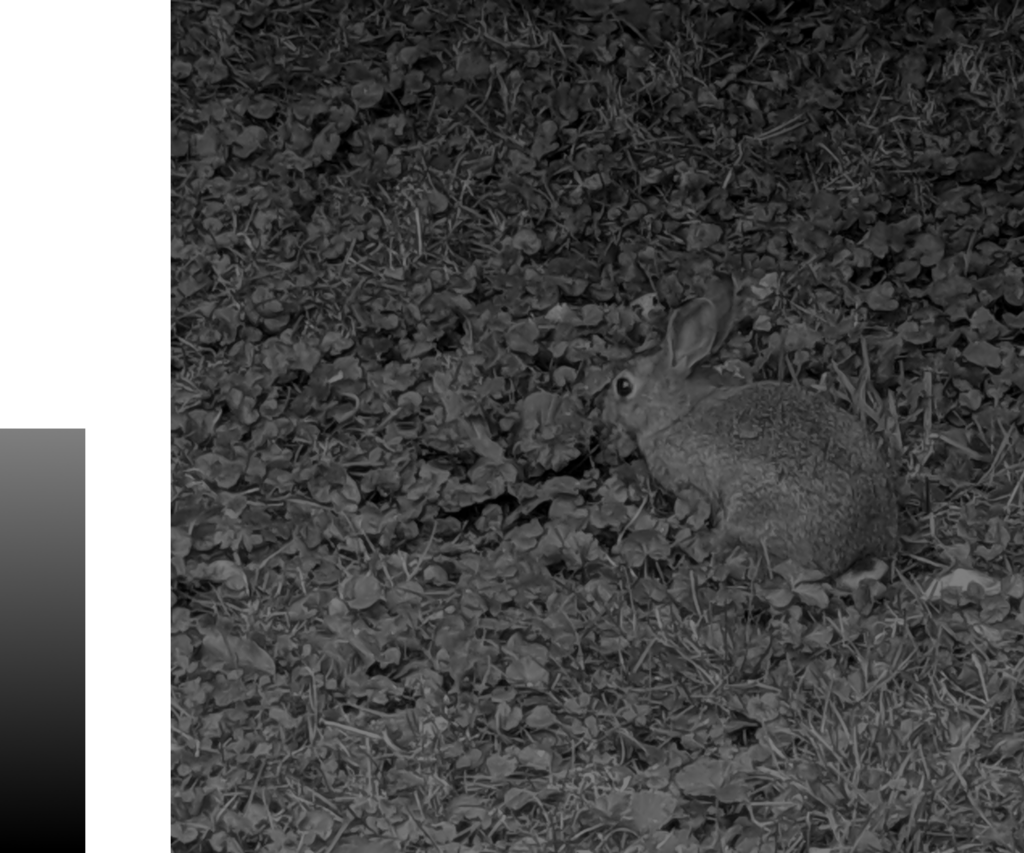 Ein Hase vor einem Gebüsch. Das Bild ist ingesamt so dunkel-grau, dass man den Hasen kaum erkennen kann. 